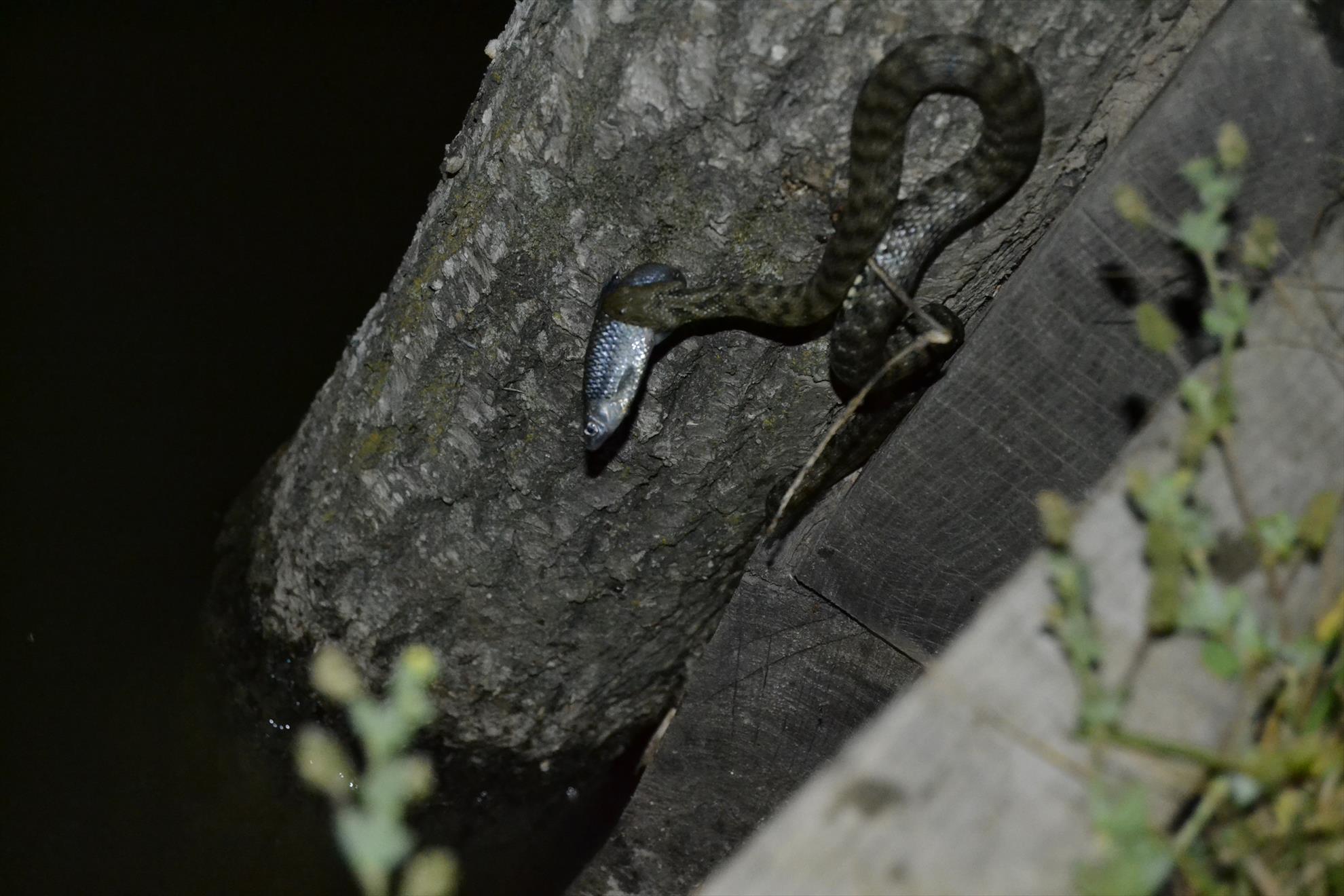 2015 - Cupa Navitas 08.06.2015